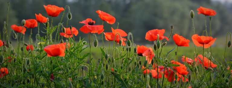 Noi siamo gli Alpini